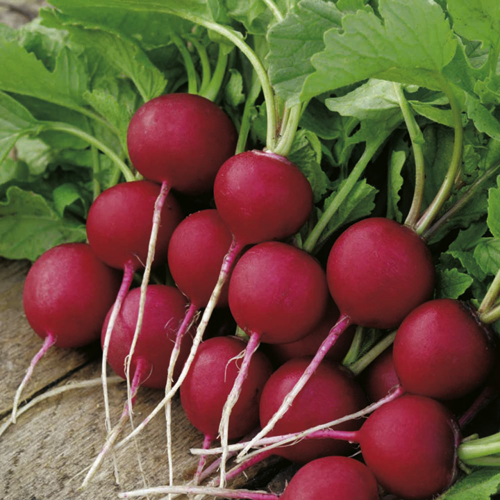Radish
